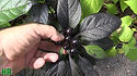 royal black marbles pepper