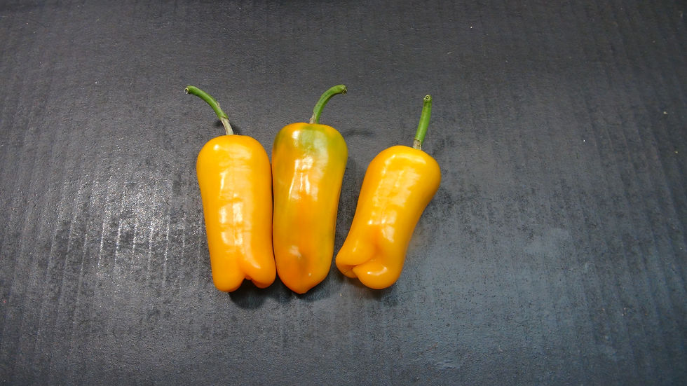 Here is the Fat Yellow Peter Pepper, Capsicum annuum, Scoville units: 13,000 to 45,000 SHU. The Fat Yellow Peter Pepper origi