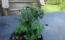 Here is the Curly Kaley Micro Dwarf Tomato, Solanum lycopersicum. This micro Dwarf tomato origins are unknown. These plants can get to 6 to 12 inches tall but most often they will flower at about 6 inches tall and stay that way till the end. The fruits are a juicy mildly sweet tomato with a well balanced flavor. The tomatoes oblong an are red with red flesh inside. These cherry type fruits can get to around 1.5 inch round. If planted in small pots they can stay relatively small at maybe 4 or 6 inches tall! Great for salads and for snacking! Plants grow very slowly putting fruits mid season. Open pollinated, Micro Dwarf, determinate, rugose kale leaf, mid season, red, oblong, cherry, 60 95+ days. LOT # 10 TAG# 28-2024