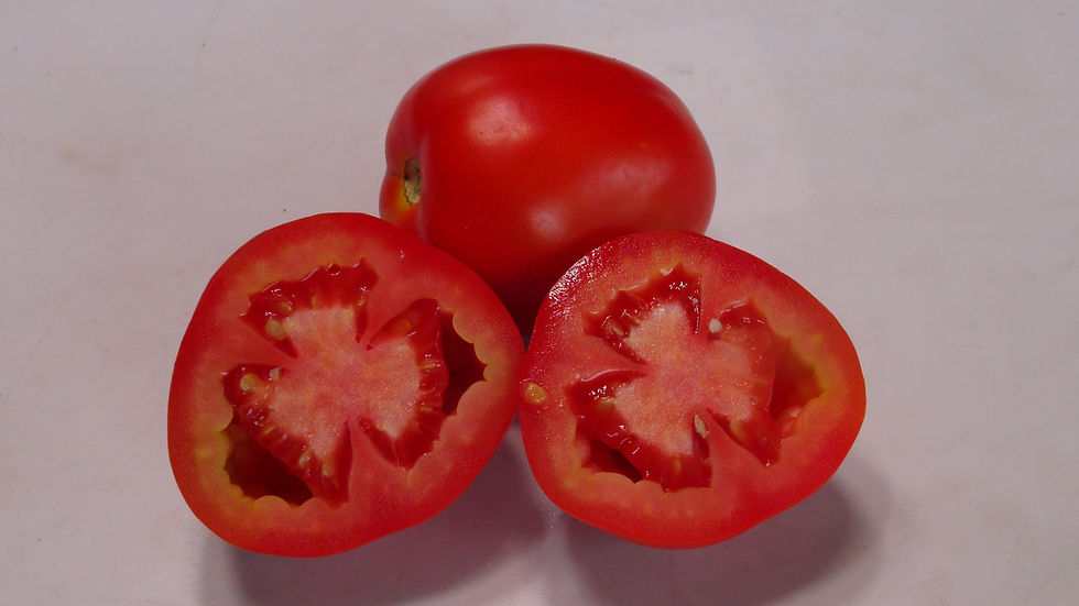 Thumbnail: Here is the Lampo Tomato, Solanum lycopersicum. This tomato originates from Italy. The fruits are a red hard plum tomato with