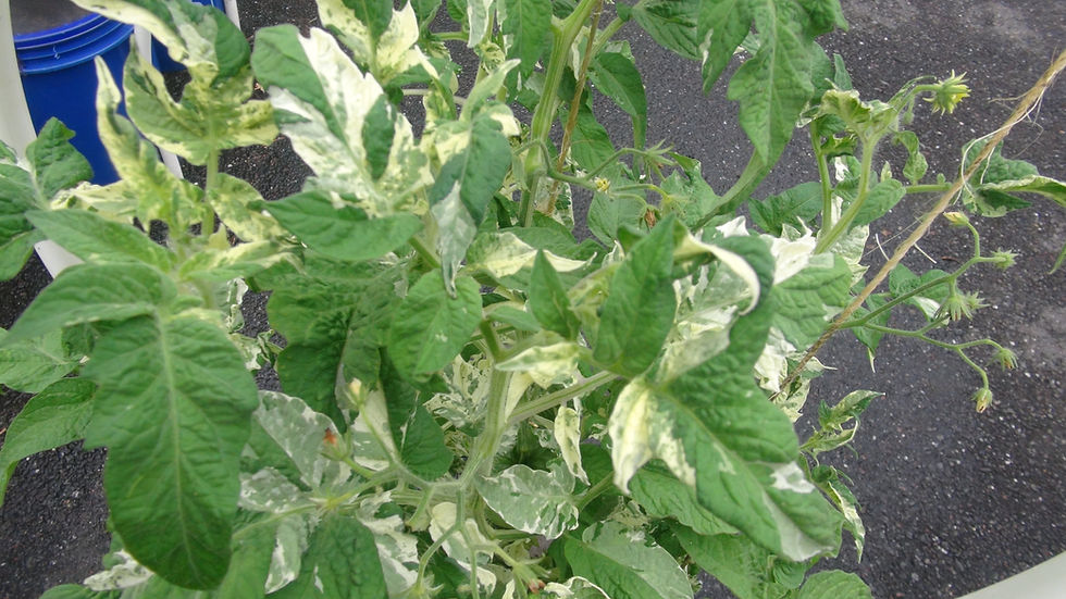 Thumbnail: Here is the Dwarf Walter's Fancy Tomato, Solanum lycopersicum. This tomato originates the USA and was created by Craig LeHoul