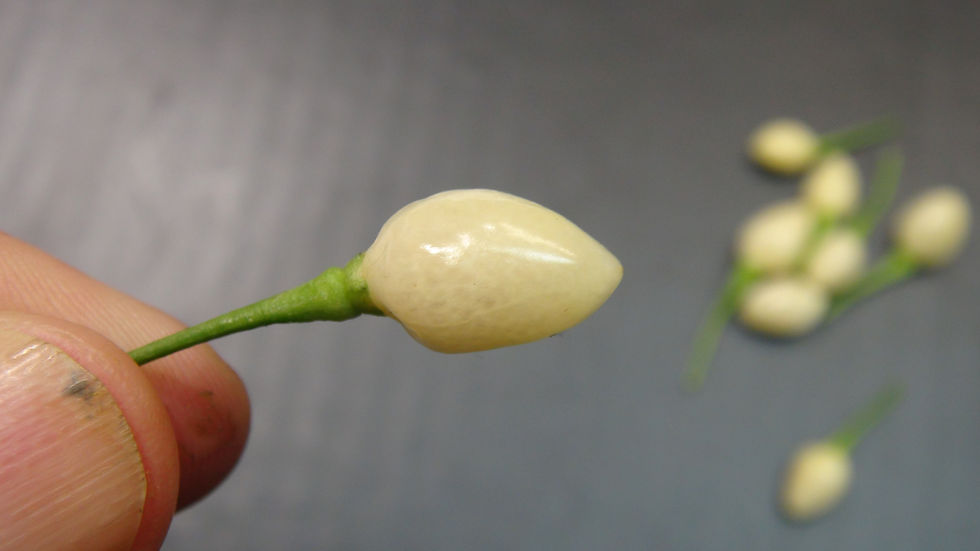 Thumbnail: Here is the Capezzoli di Scimmia Pepper, Capsicum chinense, Scoville units: 8,000 to 75,000+ SHU, This pepper originates and