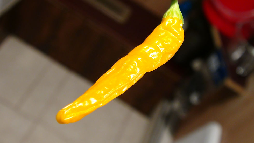 Here is the Pin Peter Yellow Pepper, Capsicum annuum, Scoville units: 10,000 to 30,000 SHU. This is a variant from the peter