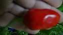 Scotch Bonnet Haiti Red Pepper - Capsicum chinense