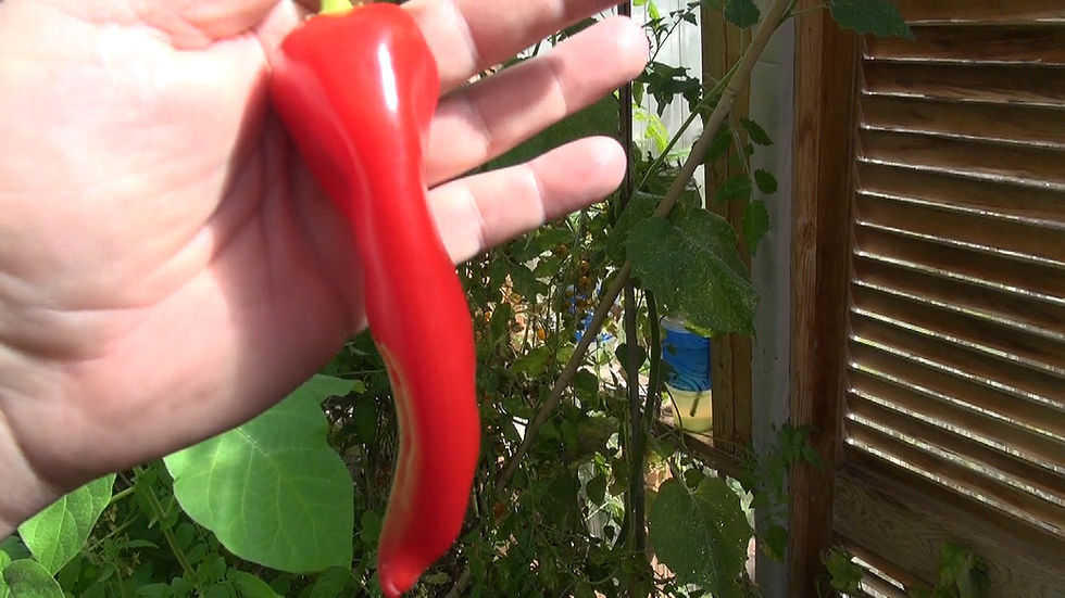 Thumbnail: Here is the Turkish Oily Paste Pepper also known as the  Yaglik Salcalik Biber, Capsicum annuum, Scoville units: 000 SHU. The