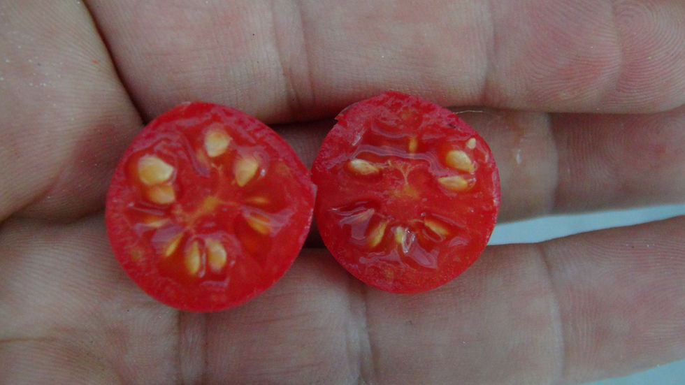 Thumbnail: Here is the Chilitomat Tomato, Solanum lycopersicum. This tomato origins are not fully known but is said to have originated f
