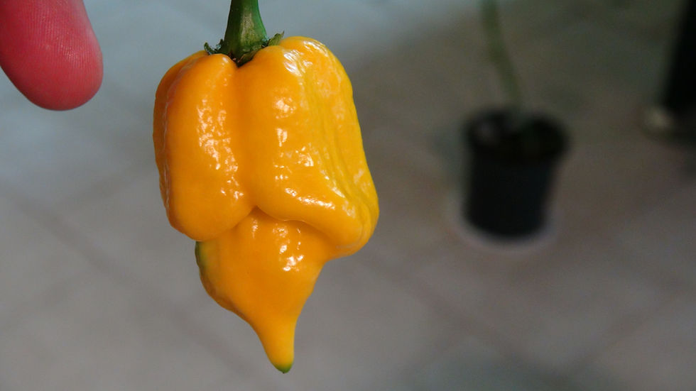 Thumbnail: Here is the Hand Grenade Yellow Pepper, Capsicum chinense, Scoville units: 100,000 to 250,000 SHU. The Hand Grenade Yellow Pe