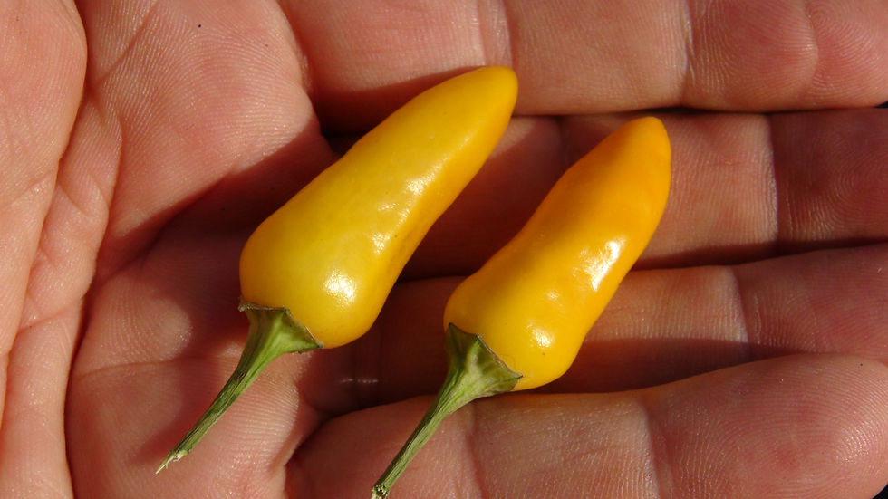 Here is the Zamora Yellow Pepper, Capsicum annuum, Scoville units: 1,200 to 4,000+ SHU. The Zamora Yellow Pepper originates f