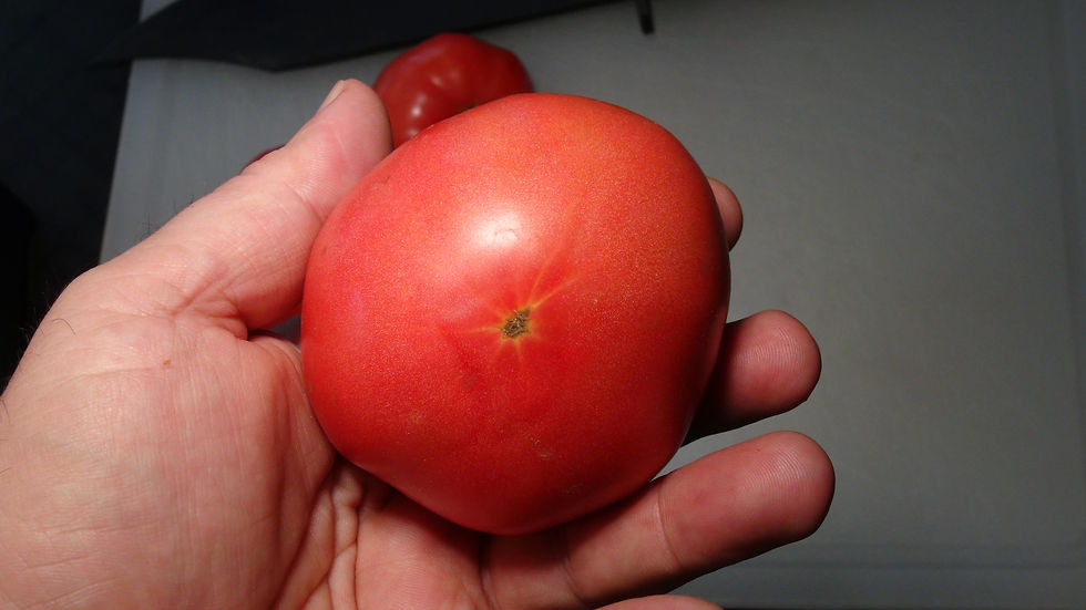 Here is the Mortgage Lifter Tomato, Solanum lycopersicum. This large tomato heirloom variety was developed by Willam Estler