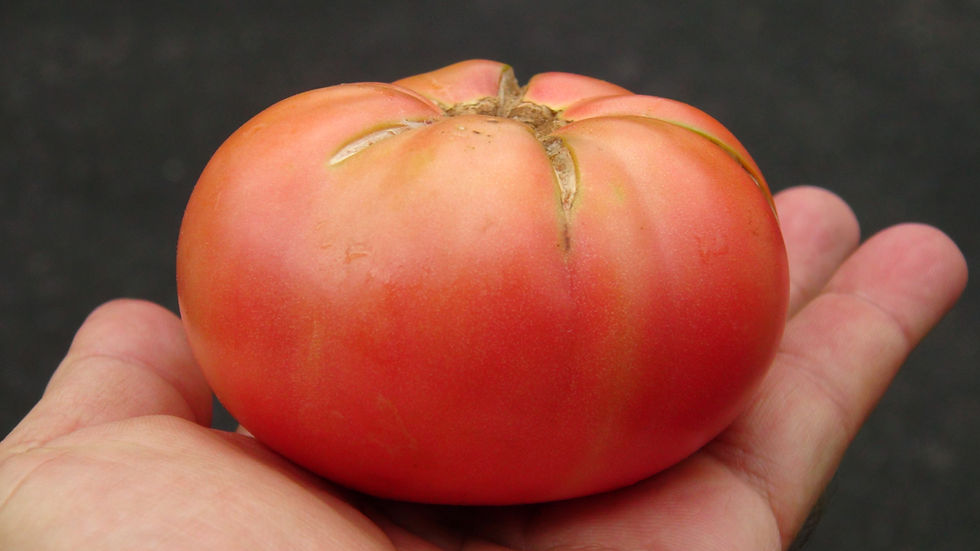 Here is the Sainte Colombe Tomato, Solanum lycopersicum. This tomato comes from the Sainte-Colombe-sur-l'Hers region of Franc