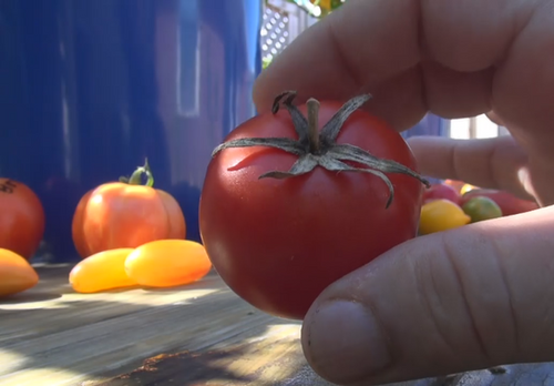 Tomato on the vine Tomato | hrseeds