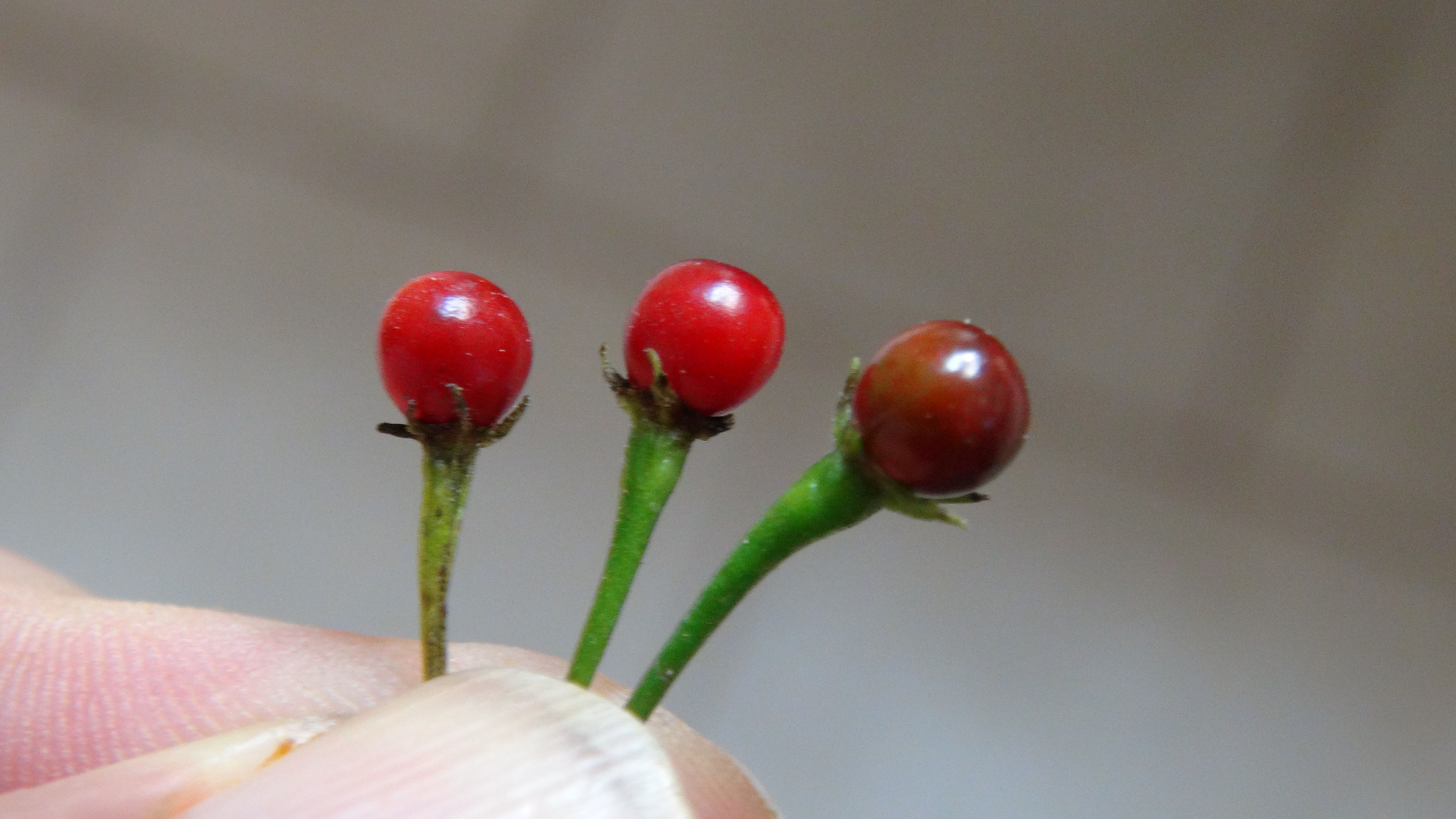 Here is the CAP 1491 Pepper, Capsicum eximium, Scoville units: 100 to 1500 +/- SHU. The CAP 1491 Pepper originates from Boliv