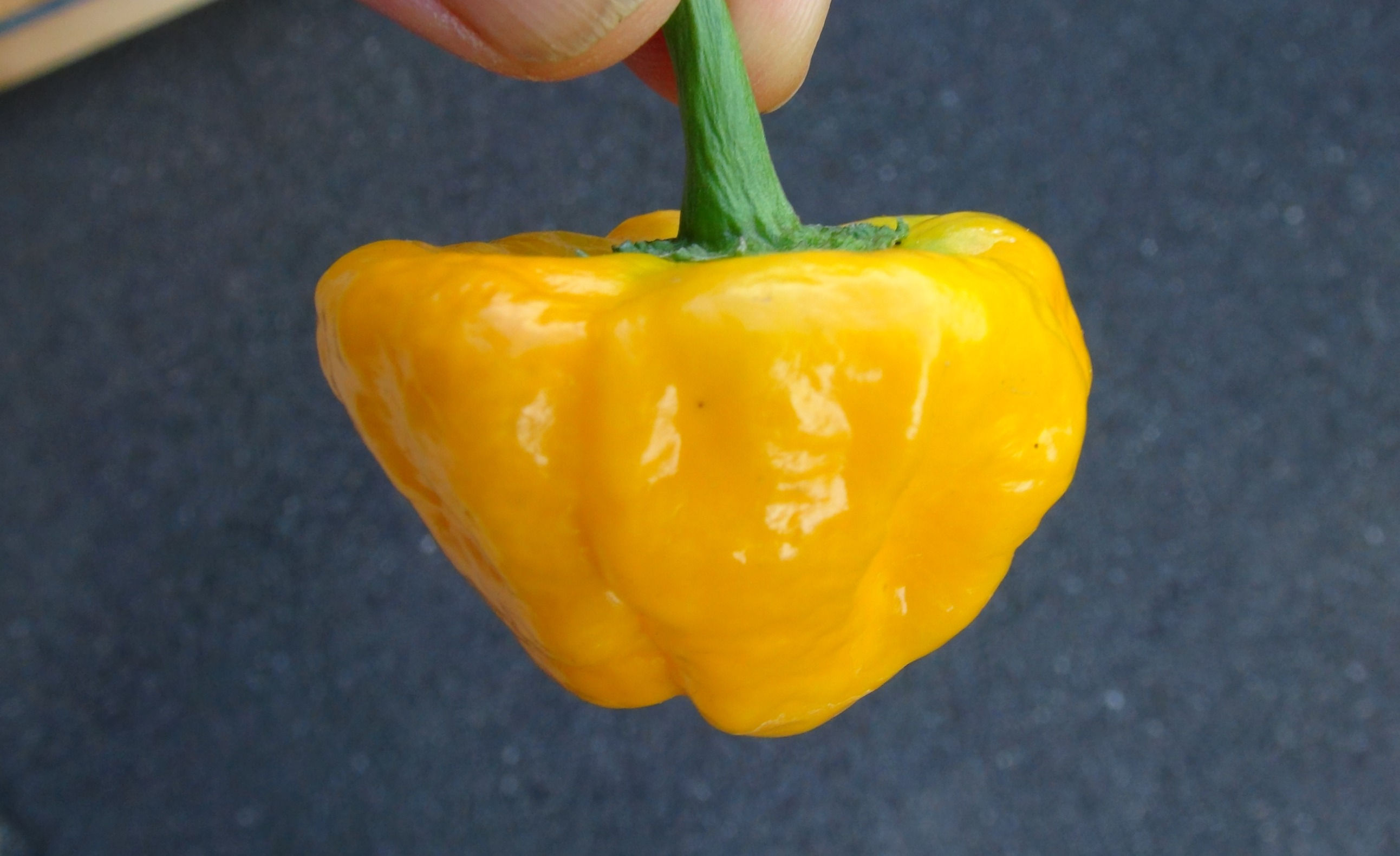 Here is the Jamaican Yellow Mushroom Pepper, Capsicum annuum, Scoville units: 5,000 to 10,000 SHU. The Jamaican Yellow Mushro