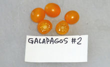 Here is the Galapagos Island Tomato #2, Solanum cheesmanii. This is another variation of the Galapagos Island Tomato. Tho there are only 2 endemic species on the Galapagos Islands, There are several variations of each species. Some of the them are natural hybrids that crossed with solanum pimpinellifolium which are an invasive species in the archipelago. This variation seems to be from the original plants on the island. Some of the tomato plants there can be decades old with wooden trunks and still produce fruits even to this day! Open pollinated Indeterminate mid season regular leaf 65-85 days.