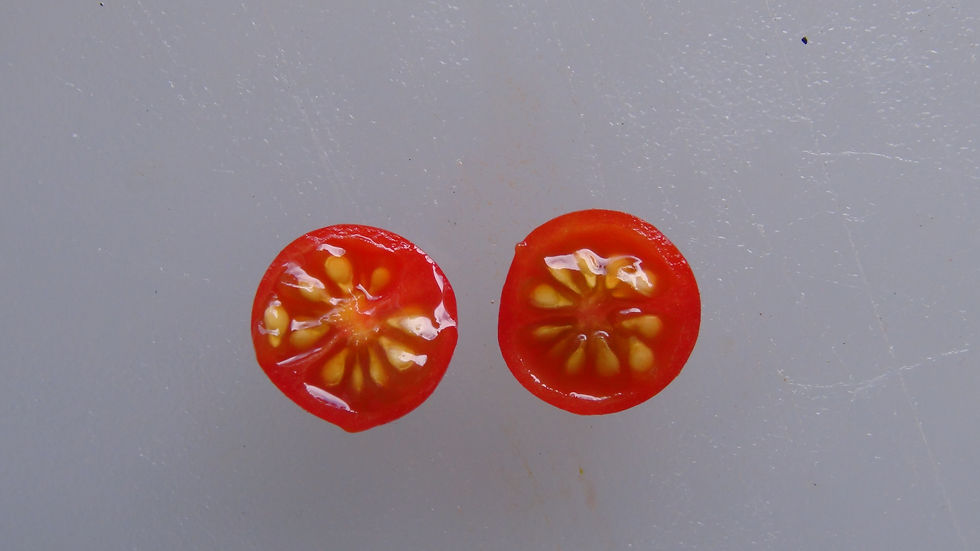 Thumbnail: Here is the Chiapas Wild Tomato, Solanum pimpinellifolium. This wild tomato originates from the Chiapas in Southern Mexico. T
