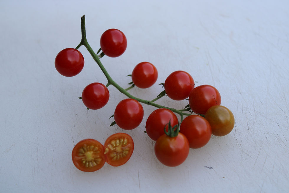 Here is the Ciudad Victoria Tomato, Solanum lycopersicum var cerasiforme. This tomato originates from Tamaulipas, Mexico. The