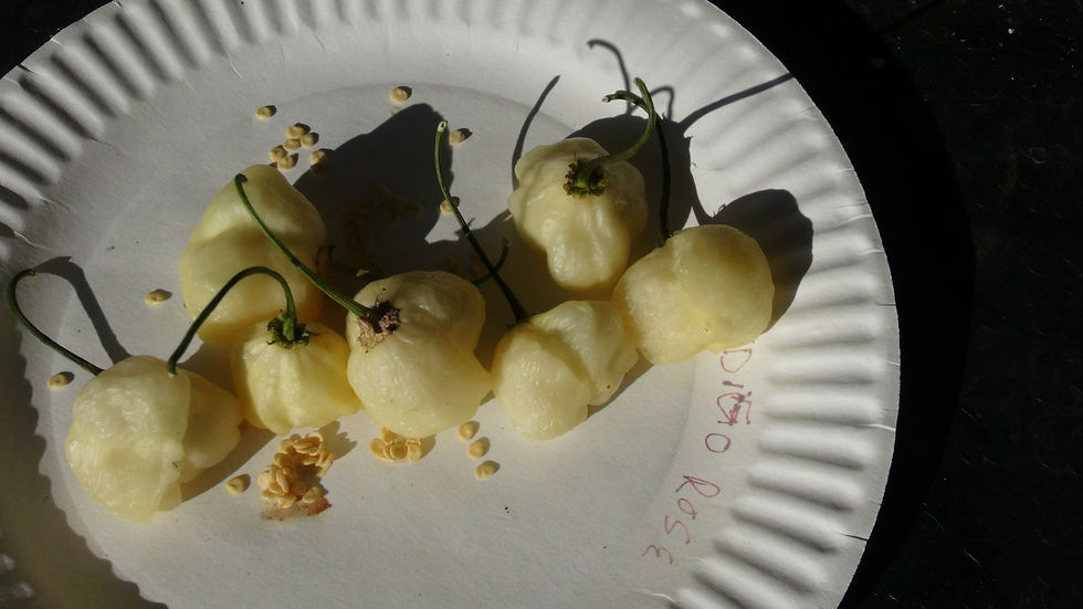 Thumbnail: Sugar rush cream pepper