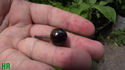 Here is the Black Pearl Pepper, aka Black Marbles Capsicum annuum, Scoville units: 15,000+ SHU. A 2006 AAS Winner! This first completely black leafed pepper is a great choice for containers or planting in the garden. Foliage turns from greenish to glossy black with maturity, aided by the sun and heat. Very shiny black fruit matures dark red. Very, very hot! 14 to 24 inches high, spreading 12 to 16 inches with fruits 3/8 inch round and pitch black that turns red. Grow as an ornamental, or in the vegetable garden, or both! Open pollinated 65 days.