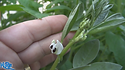 Here is the Windsor Fava Bean, Vicia faba. This broad bean variety goes way back to the 1860's and was a very popular variety. The Windsor variety Tolerates the cold extremely well and will seed on second year if left out. Plants can get to 3 feet tall and get quite bushy. The beans, with the outer seed coat removed, can be eaten raw or cooked. In young plants, the outer seed coat can be eaten, and in very young plants! We would always recommend you cook your beans before you eat them. Great variety for your fall planting! Open pollinated 40 to 85 days.Â