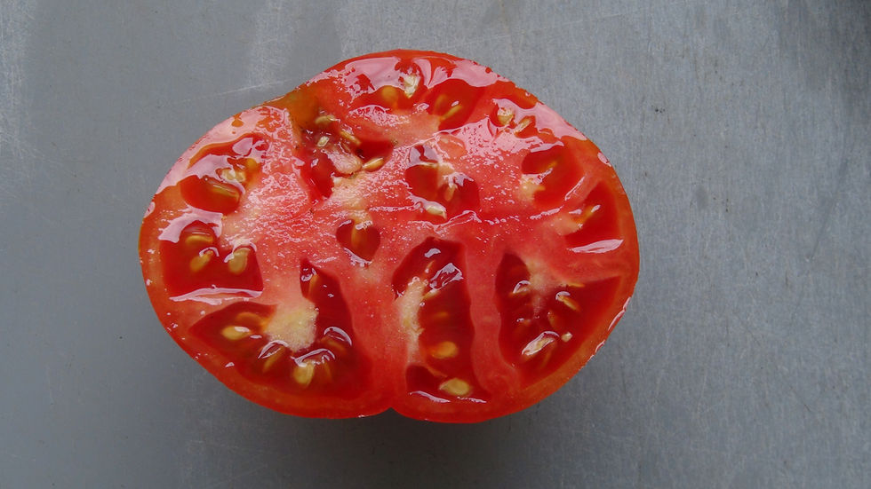 Thumbnail: Here is the Sophie’s Choice Tomato, Solanum lycopersicum. This compact tomato originates from Edmonton, Canada in 1997. This