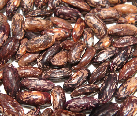 Here is the Tendergreen Bush Bean, Phaseolus vulgaris. This bush bean variety was was introduced by Peter Henderson & Co. in 1922. It is a stringless snap bean early type and also considered a "cut an come again" kind. The more you pick the more they produce! It was developed as a canning bean at first and then it became very popular in home gardens for there crisp raw salad type bean. Very heavy producer with plants only getting 18 inches tall. Very easy to grow and great for all ages! Open pollinated 60 days from transplanting.