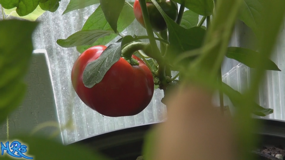 Thumbnail: Topepo rosso pepper