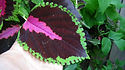 Here is the Watermelon Coleus, Solenostemon scutellarioides plant. It is a medium to large annual ornimental flower plant. is popular as a garden plant for its brightly colored foliage. This plant prefers bright, but indirect sunlight. If direct sunlight touches the plant's leaves, the colors become less brightly colored. Outside this plant needs total shade or only the most mild morning sunlight. This is a ornamental variety. Open pollinated, early to mid season 30 to 80 days.