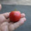 Thumbnail: Here is the Dwarf Flashy Ace Tomato, Solanum lycopersicum. This tomato originates from USA an was created by Dwarf Tomato Pro
