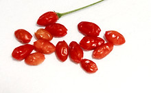 Here is the CGN 22795 Pepper, Capsicum praetermissum, Scoville units: 80,000 SHU. This pepper originates from Brazil. It is very similar to the Cumari Pollux Pepper but is different. Pods start out green then ripen to a red and are upright on the plant and fall off easy from the calyx when fully ripe. Plants can get to 5 feet tall and produce hundreds of fruits per plant. Pods have an amazing rich flavor with a very high striking burn that don't go away very fast! Open pollinated, very late season, hot, perennial, medium to advanced grow, 99 to 180+ days may have to over winter to ripen fruits. LOT# 2 R8 TAG# 37-2022