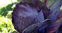 Red Acre Cabbage