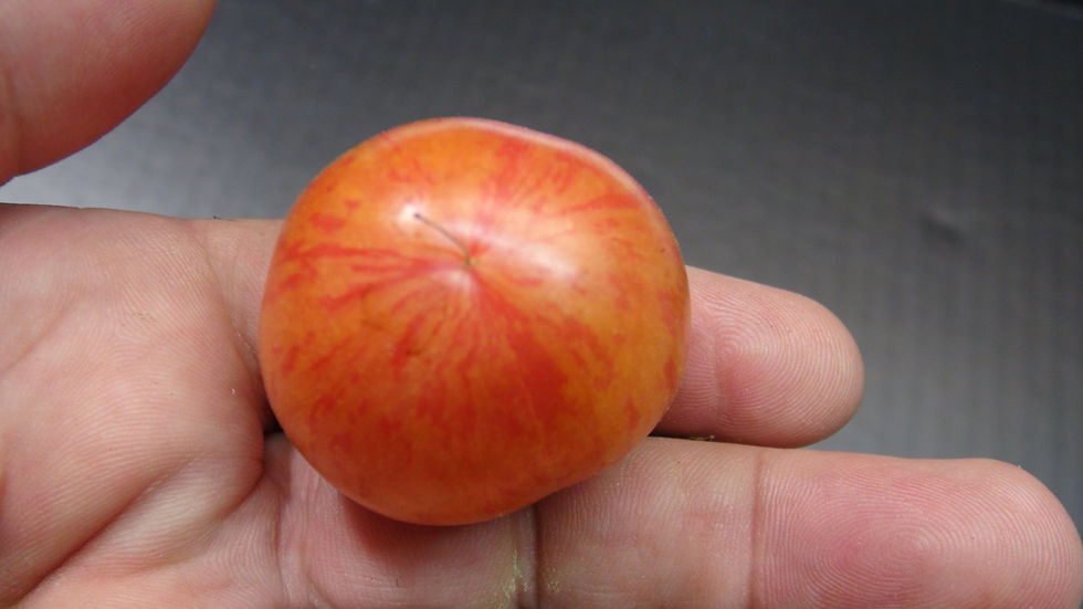 Thumbnail: Here is the Sissie's Britches Variegated Tomato, Solanum lycopersicum. This tomato origins are unknown and AKA Sissy's Britch