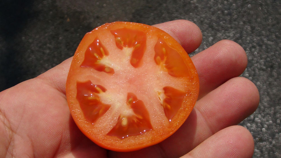 Thumbnail: Here is the Marion Tomato, Solanum lycopersicum. This tomato originates from Charleston, South Carolina, USA and was develope