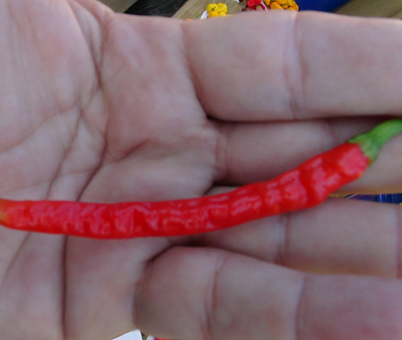 Indian Jwala pepper