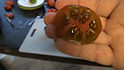 The Black Krim tomato aka Black Crimea tomato, Solanum lycopersicum, was Found in Krim, Russia in 1990 by Lars Olov Rosenstrom of Bromma, Sweden. These Beefsteak type fruits are a unique combination of violet-brown and purple red. They turn almost black with sufficient sunlight and heat. Excellent full flavor. Plants are good producers with up to 1 pound tomatoes. Indeterminate 70-90 days from transplant.