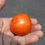 Thumbnail: Here is the Dwarf Edith Stone Tomato, Solanum lycopersicum. This tomato originates from USA an was created by Dwarf Tomato Pr