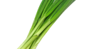 Here is the Tokyo Long White Scallion, Allium fistulosum. They can also be called green onions or bunching onions. This particular variety originates from Tokyo Japan. This is the best type of scallion for make stir fry dishes and eating fresh. Plants get to around 18 inches tall and grow well close together. They have an amazing flavor and cook very fast! You can over winter them and they will come up ever year. They are Insect an disease resistant and seeds the following year. Open pollinated 75 days.