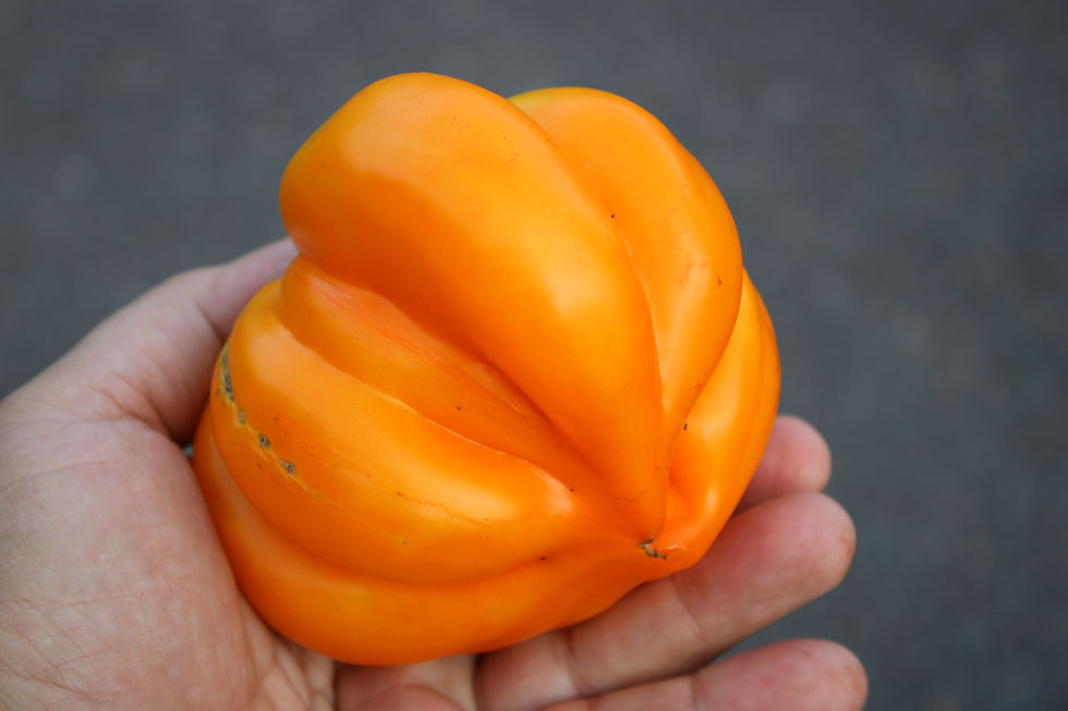 Here is the козула 99-2 Tomato, Solanum lycopersicum. This tomato originates from Poland aka goat sort of, Kozula 99-2 this i