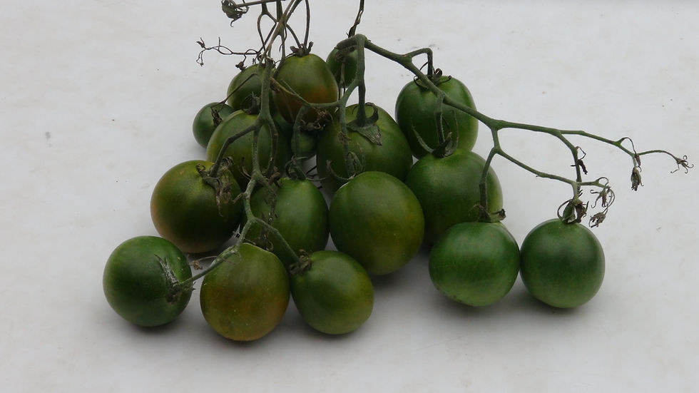 Thumbnail: Here is the Evil Olive Tomato, Solanum lycopersicum. This tomato originates from the USA. The fruits are olive or umber in co