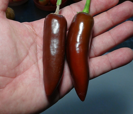 Here is the Brown Jalapeño Pepper, Capsicum annuum, Scoville units: 200 to 2,000 SHU. This version of Jalapeno pepper originates from Brazil and sold in the street markets. This annuum pepper with pods getting 6 inches long and smooth skinned and one amazing jalapeno pepper! Pods start out green in color then turn to a deep brown color when fully ripe. Plants can get to 3+ feet tall and tend to be a medium sized plants but if pruned they tend to stay small like 2 feet tall and bushy. Pods have an amazing smooth flavor with a very nice crispy crunchy low heat sweetness that is very satisfying but some peppers may be very hot! These make a great grilling pepper especially for frying and hold up well on the grill and also great for pickling, drying and fresh eating too! Open pollinated 75 to 87 days.