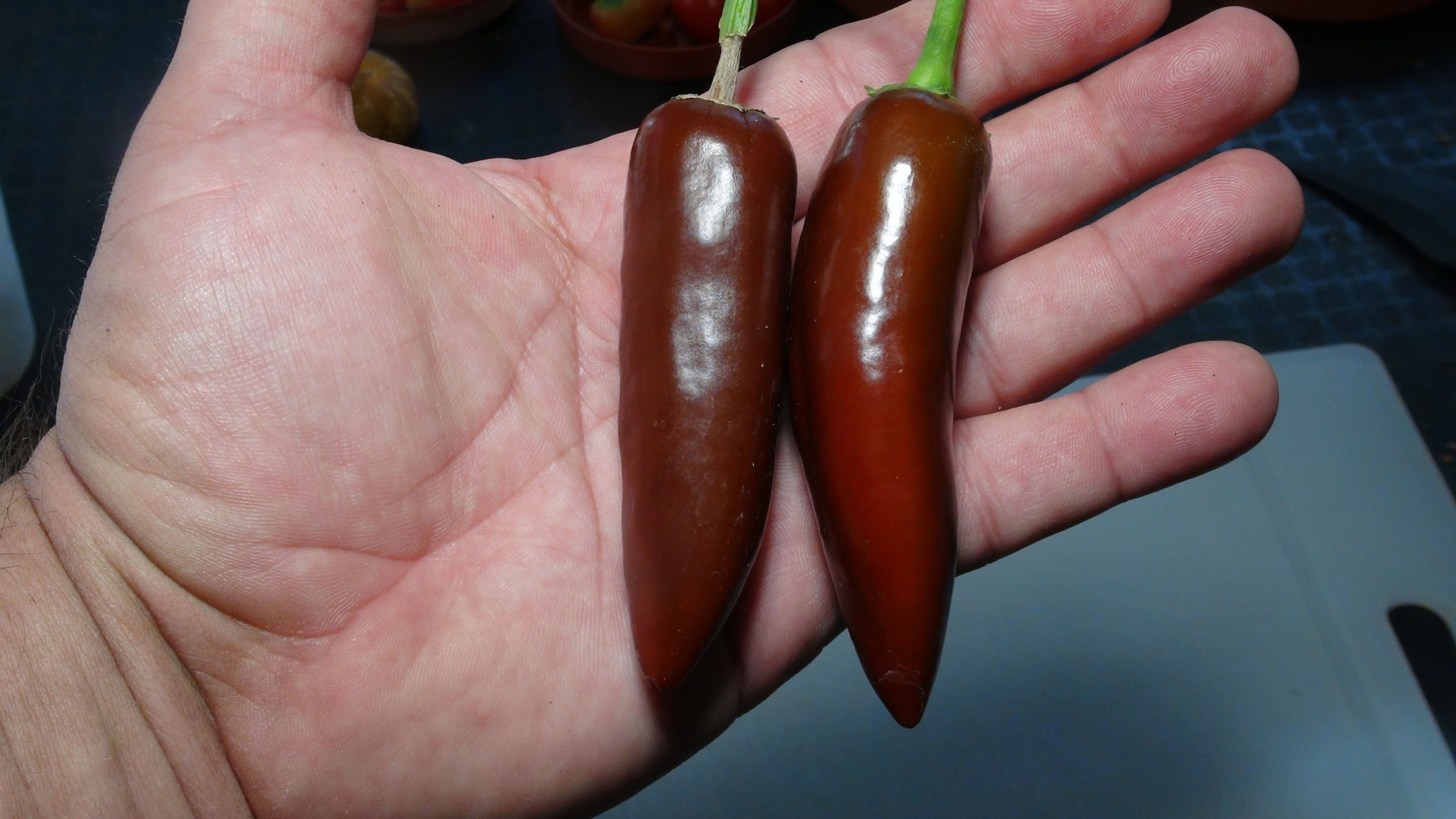 Here is the Brown Jalapeno Pepper, Capsicum annuum, Scoville units: 200 to 2,000 SHU. This version of Jalapeno pepper origina
