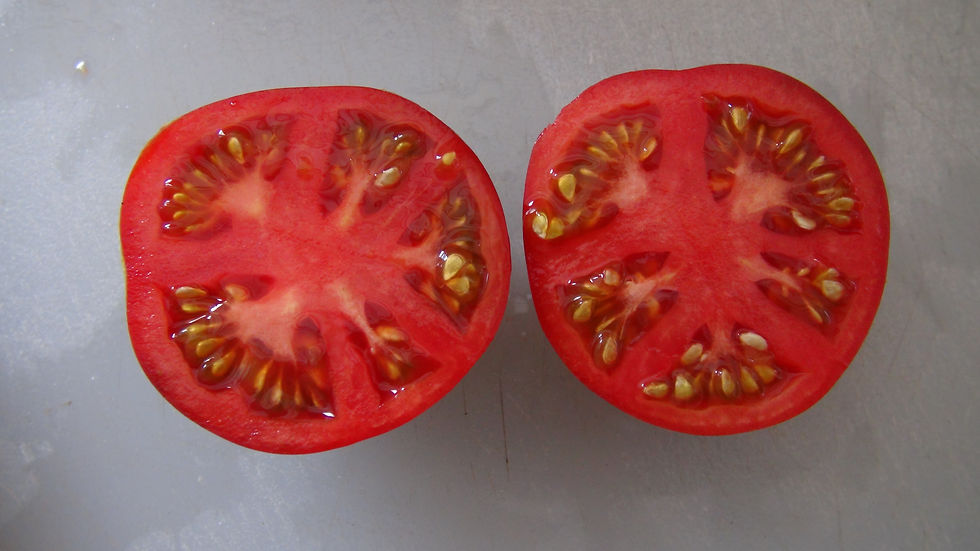 Thumbnail: Here is the Blue Pear Tomato, Solanum lycopersicum. This tomato originates from Poland and was created by Ruslan Doohov. The