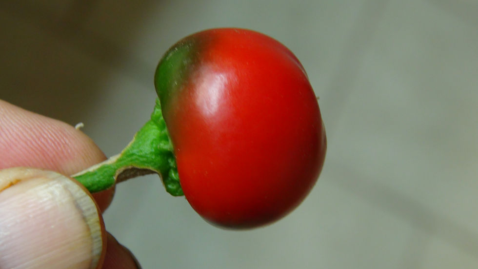 Thumbnail: Here is the Satan's Kiss Pepper, Capsicum annuum, Scoville units: 40,000 to 50,000 SHU. The Satan's Kiss Pepper originates fr