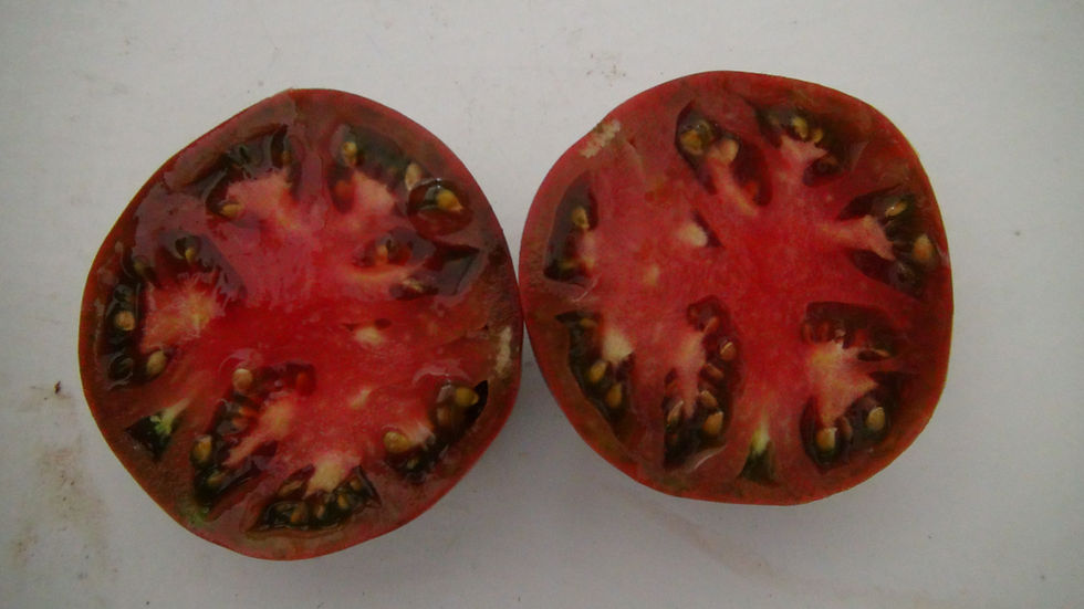Thumbnail: Here is the Mulatka Dwarf Tomato, Solanum lycopersicum. This tomato originates from Ukraine. It is a compact dwarf variety be
