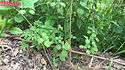 Here is the Capsicum rhomboideum Pepper also known as the Capsicum ciliatum, Scoville units: 000 SHU. It is a perennial member of the genus Capsicum and is considered a distant wild relative of the chili pepper. Its fruit do not have any pungency or heat and are a 0 on the Scoville Heat Unit scale. It gets its name from the rhomboidal to elliptical shape of its leaves. It is native to Mexico, Central America, and Andean region of South America. It can take up to 4 years before it flowers and fruits! the plants can get quite big as large as 8 feet tall and spreads out just as wide. The berries or peppers if you will, are about 1/4 inch at best and a deep mahogany red color. after the 4 year waiting period they become pretty good producers! NOT a beginner plant. Open pollinated seeds can take up to 3 months to sprout. 100+ days.
