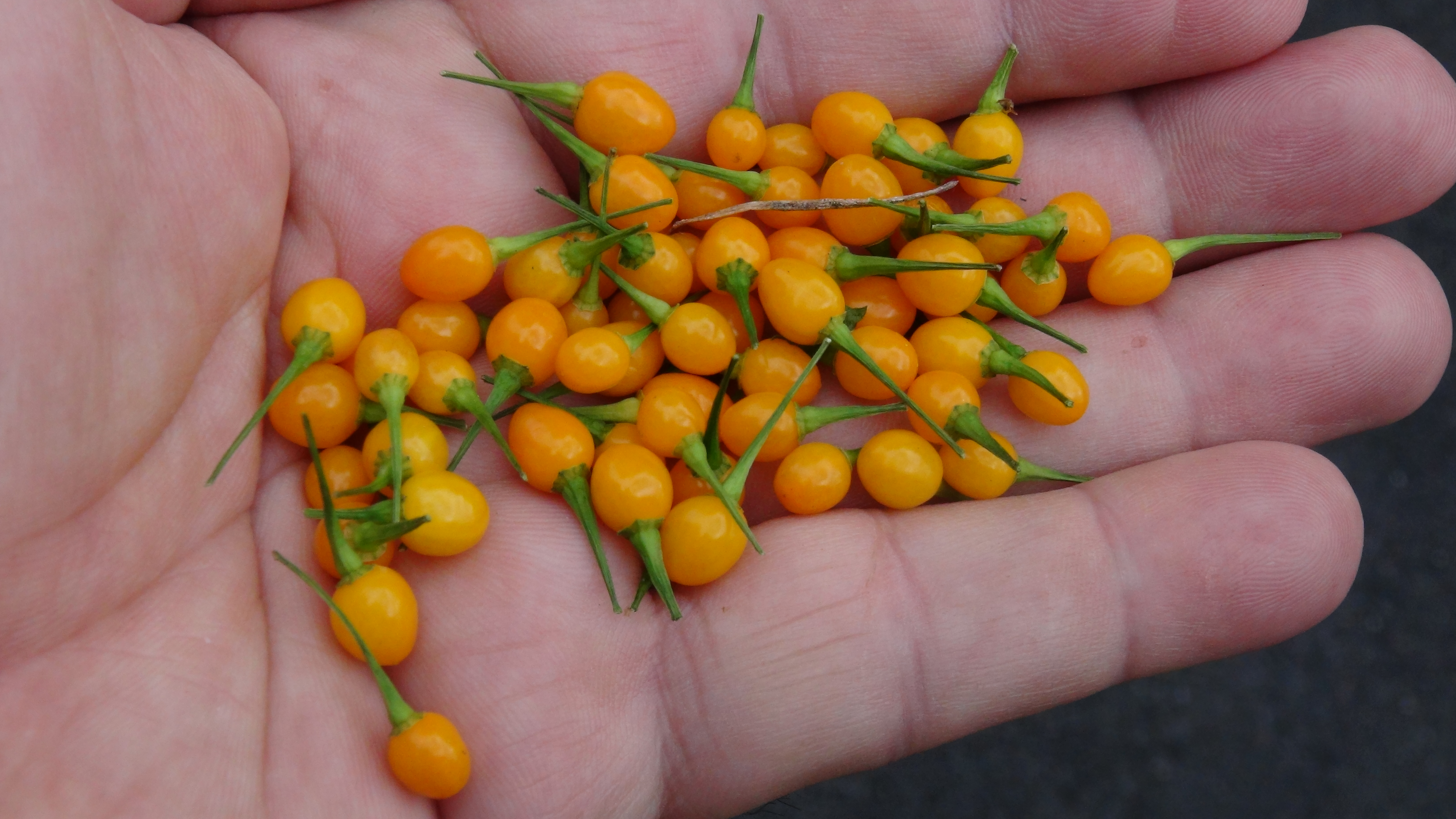 Aji Pontarou
