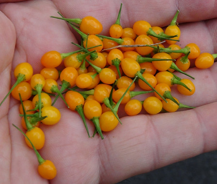 Here is the dwarf version of the Aji Charapita Pepper, capsicum chinense, Scoville units: 20,000+ SHU. These seeds were sent to us from a man in Peru. We had our doubts but now we do believe it is a dwarf variety! Plants are a compact type not getting over about 18 inches. Fruits are no bigger then the size of a pea and are orange-yellow in color when fully ripe. Seems to be the worlds smallest pepper! Aji Charapita Peppers are known as Wild Peruvian Chili, Tettinas de Monk, Charapilla, and Aji Charapa. This variety makes a great house plant and are really good when dried. Open Pollinated, 65 days from transplanting.