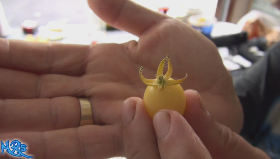 Thumbnail: Barry's Crazy Cherry Tomato 99 Cents, Solanum lycopersicum, Is a indeterminate, regular-leaf cherry tomato. It is one of the