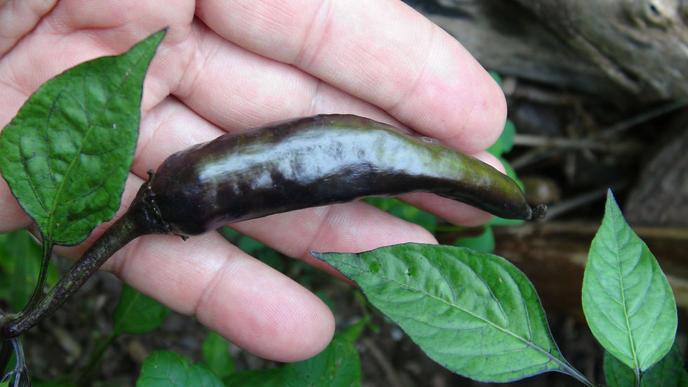 Thumbnail: Here is the Murasaki Purple Pepper, Capsicum annuum, Scoville units: 000 SHU. The Murasaki Purple Pepper originates from the
