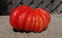 Here is the Pink Accordion Tomato, Solanum lycopersicum. A very oddly shaped pink tomato, beautiful, 1 pound, dark-pink tomatoes that are very fluted or ruffled like an accordion. The tomato is slightly hollow making it a good stuffing tomato. Flavors are mild and sweet. A low-acid tomato with few seeds. Plants can get to 10 feet tall! Open pollinated. Indeterminate. 75 days.