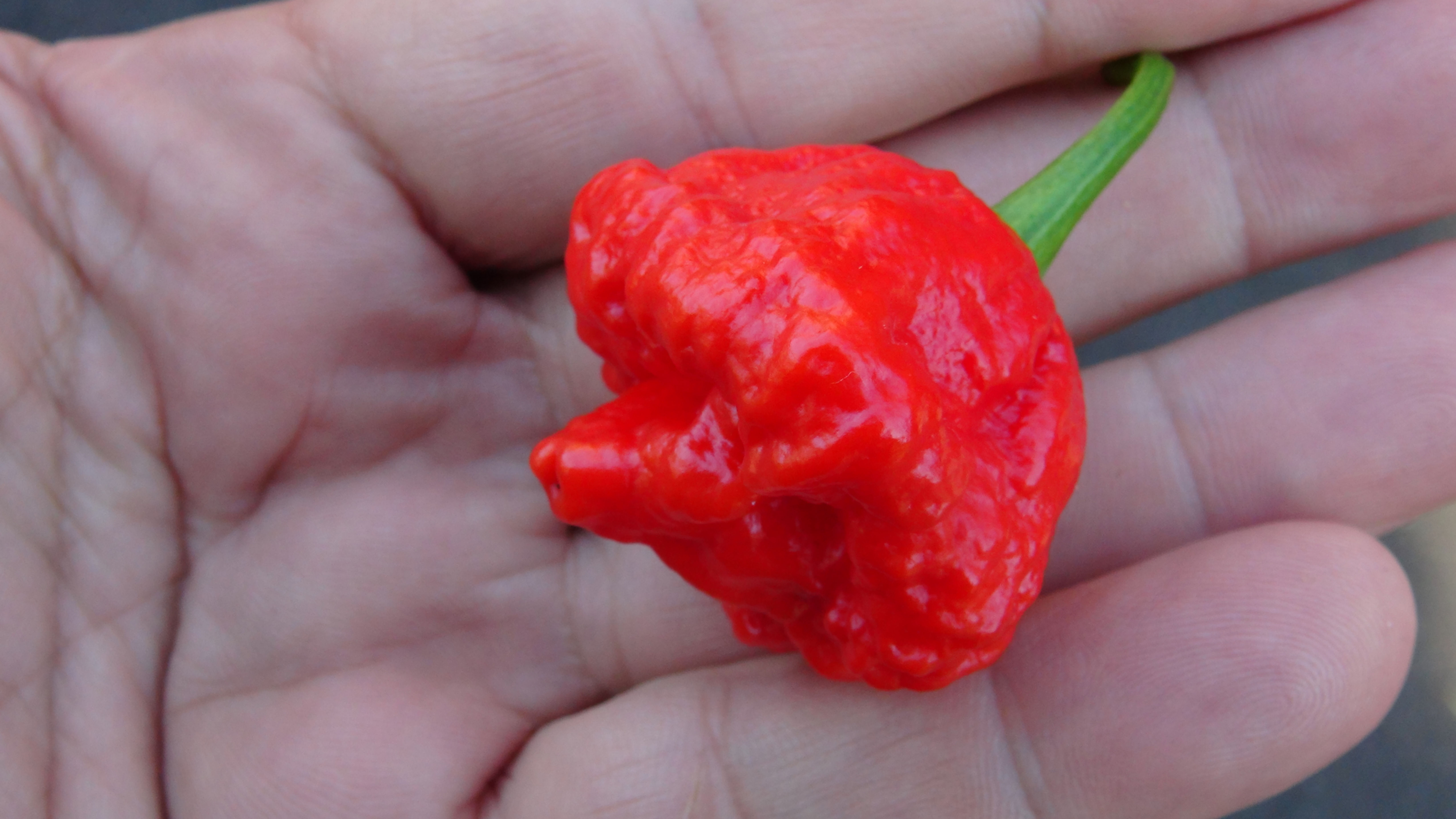 Here is the MA Wartryx Pepper, Capsicum chinense, Scoville units: 1,000,000 to 1,200,000 SHU. It was Created by Matthew Arthu